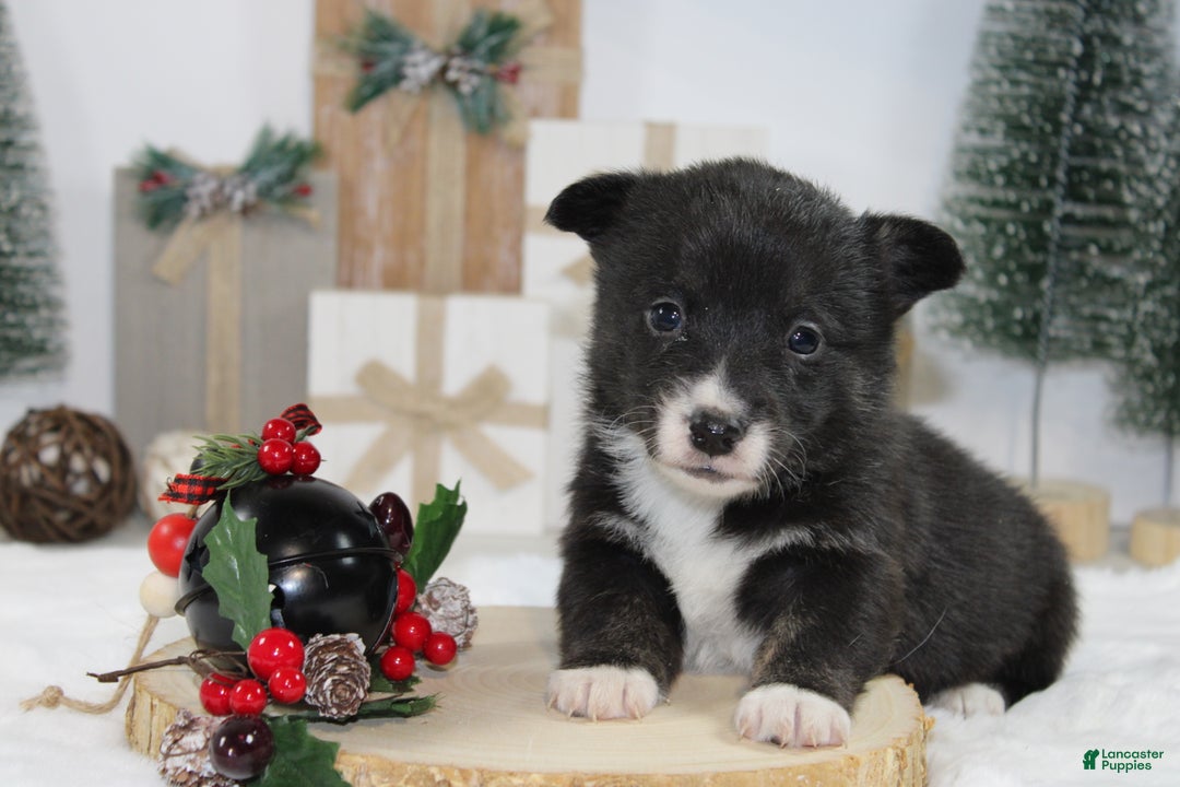 Welsh Corgi Pembroke dogs for sale: Connie - Ad 4