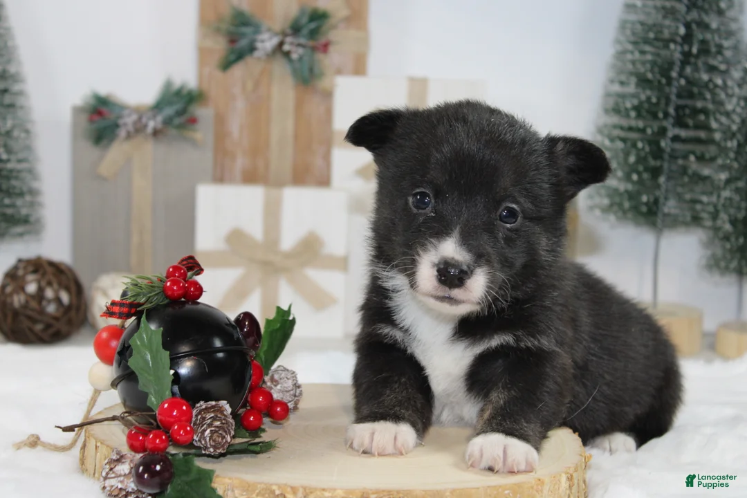 Welsh Corgi Pembroke dogs for sale: Buddy - Ad 16