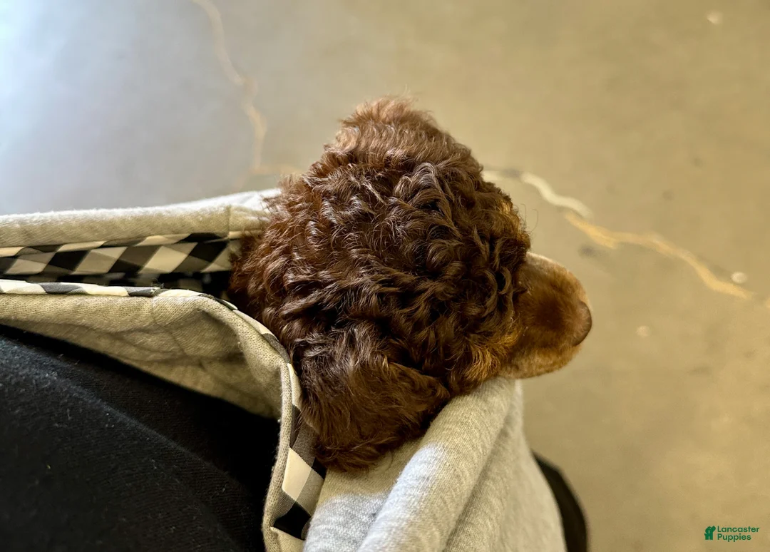 Miniature Poodle dogs for sale: Miniature Poodle Puppy 1 - Ad 14