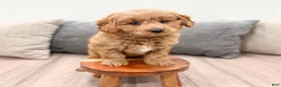 Mini Goldendoodle dogs for sale: Koda - Ad 2