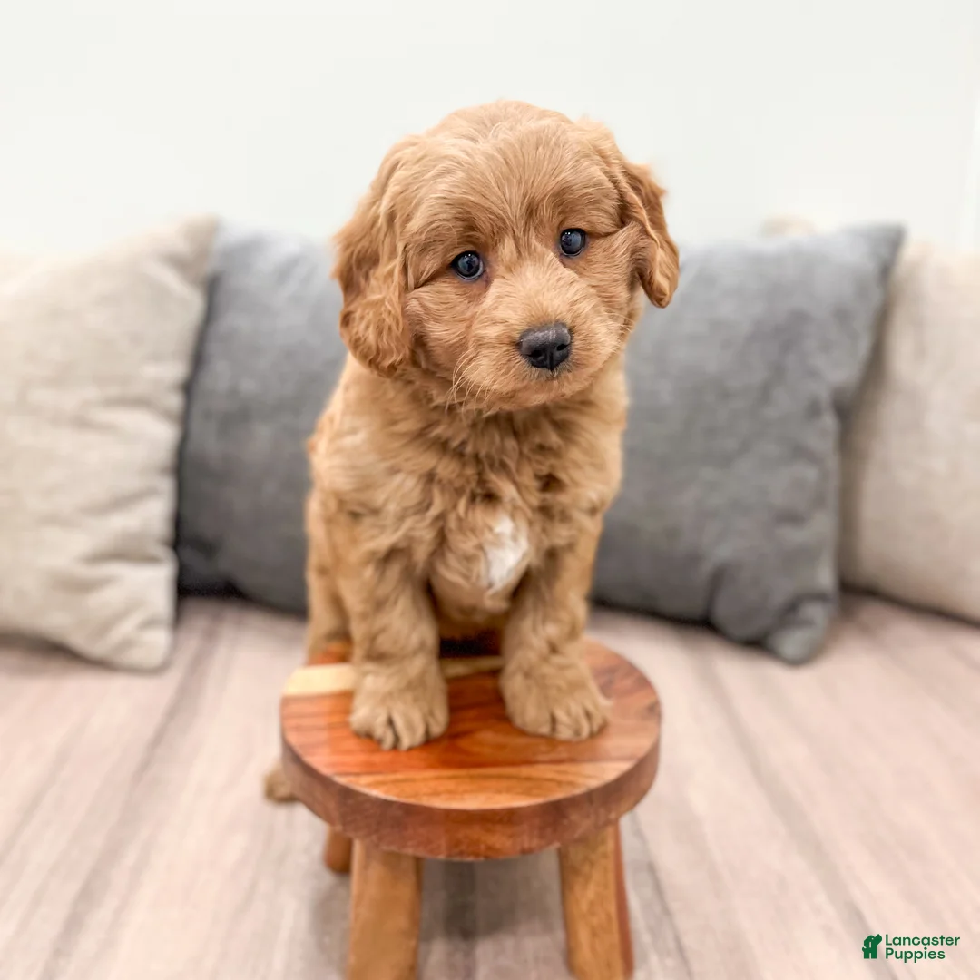 Mini Goldendoodle dogs for sale: Koda - Ad 2
