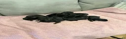 Rottweiler dogs for sale: Rottweiler Puppy 10 - Ad 4