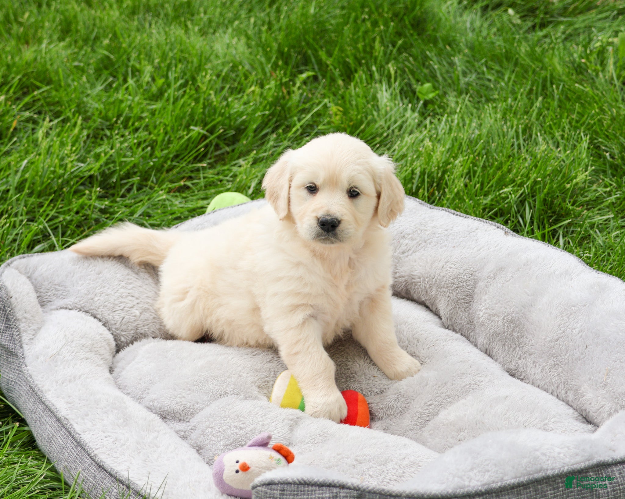 Golden Retriever dogs Cecily - Ad 22