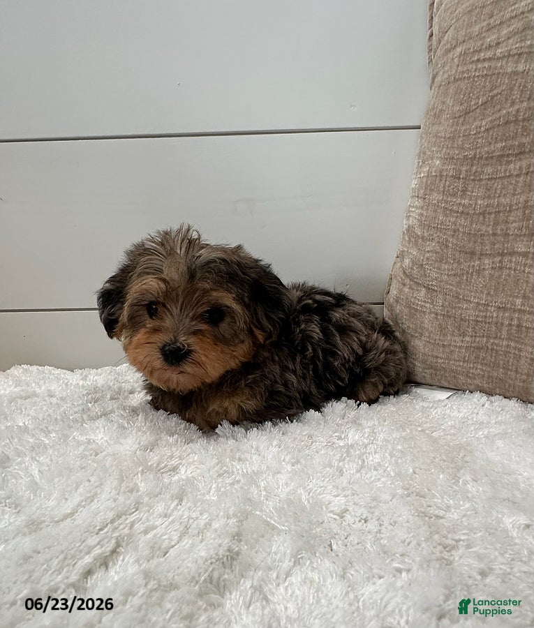 Yorkiepoo dogs Bandit - Ad 2