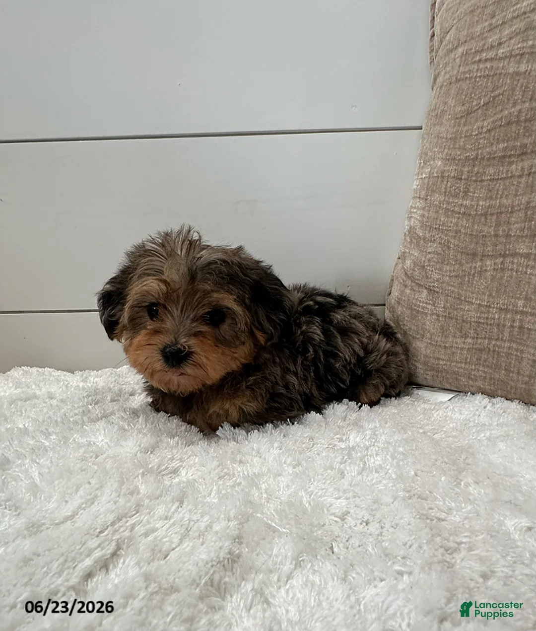 Yorkiepoo dogs for sale: Bandit - Ad 2