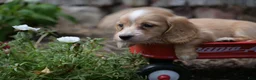 Miniature Dachshund dogs for sale: Byron - Ad 5