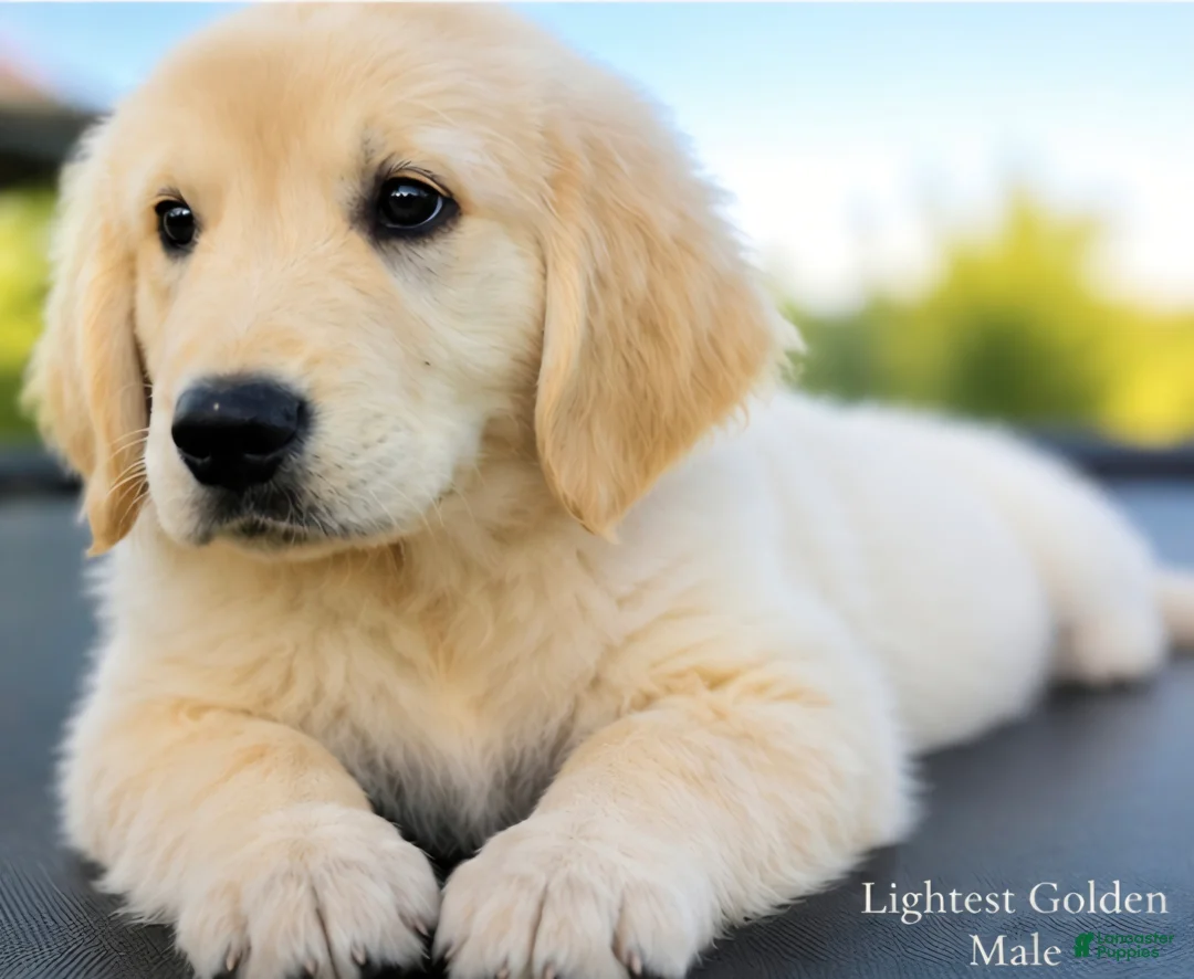 Golden Retriever dogs for sale: Golden Retriever 1 - Ad 2
