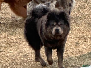 Chow Chow dogs - Ad 9