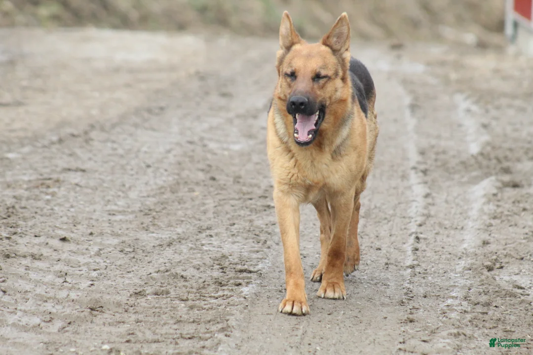 German Shepherd dogs for sale: German Shepherd Puppy 1 - Ad 11