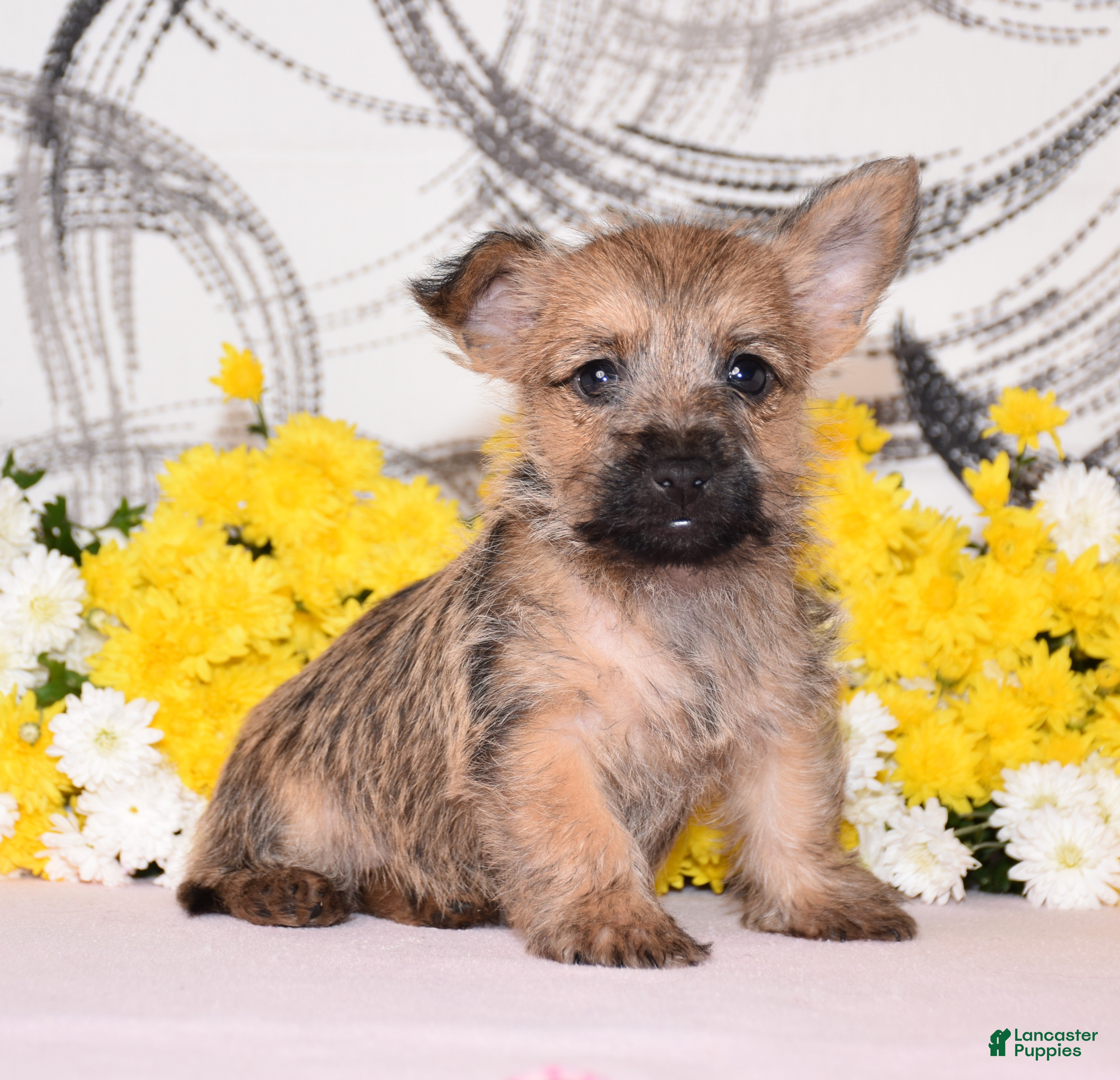 Cairn Terrier dogs Jayda - Ad 2