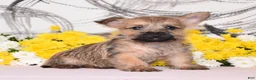 Cairn Terrier dogs for sale: Jayda - Ad 2