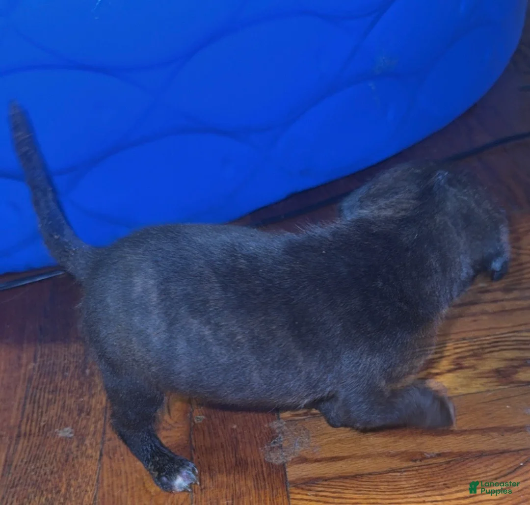 Mixed Breed dogs for sale: Mixed Breed 3 - Ad 2