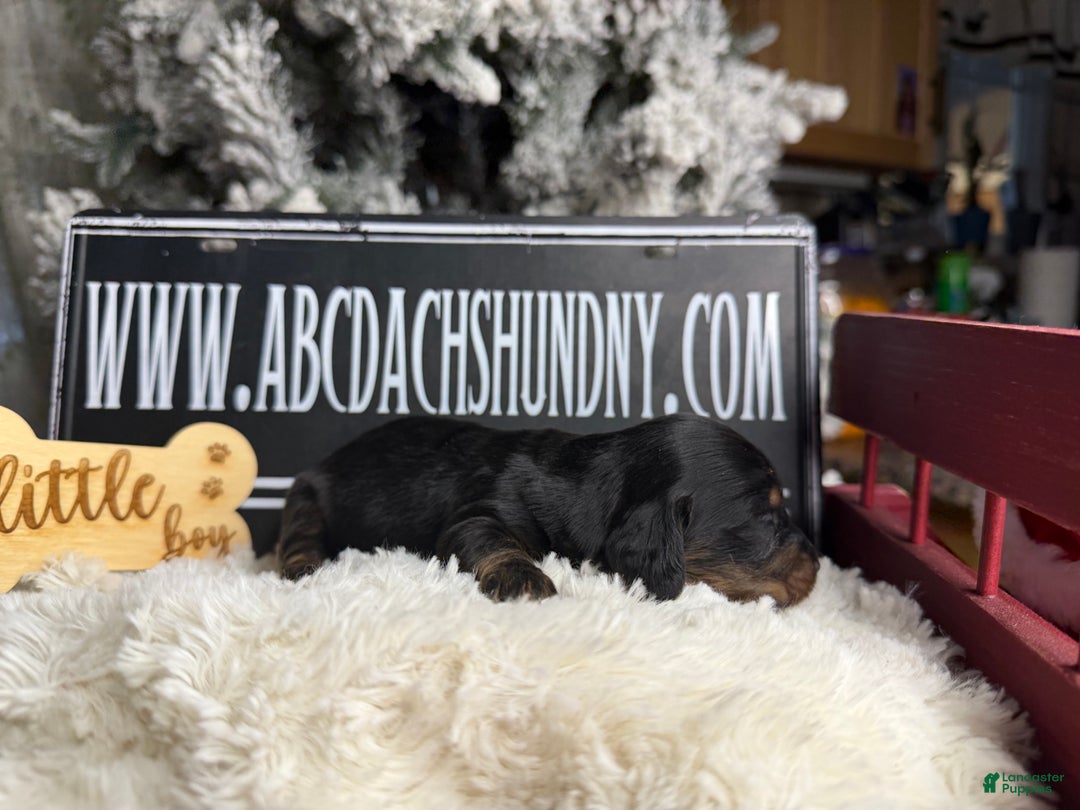 Dachshund dogs for sale: Standard black and tan dapple - Ad 26