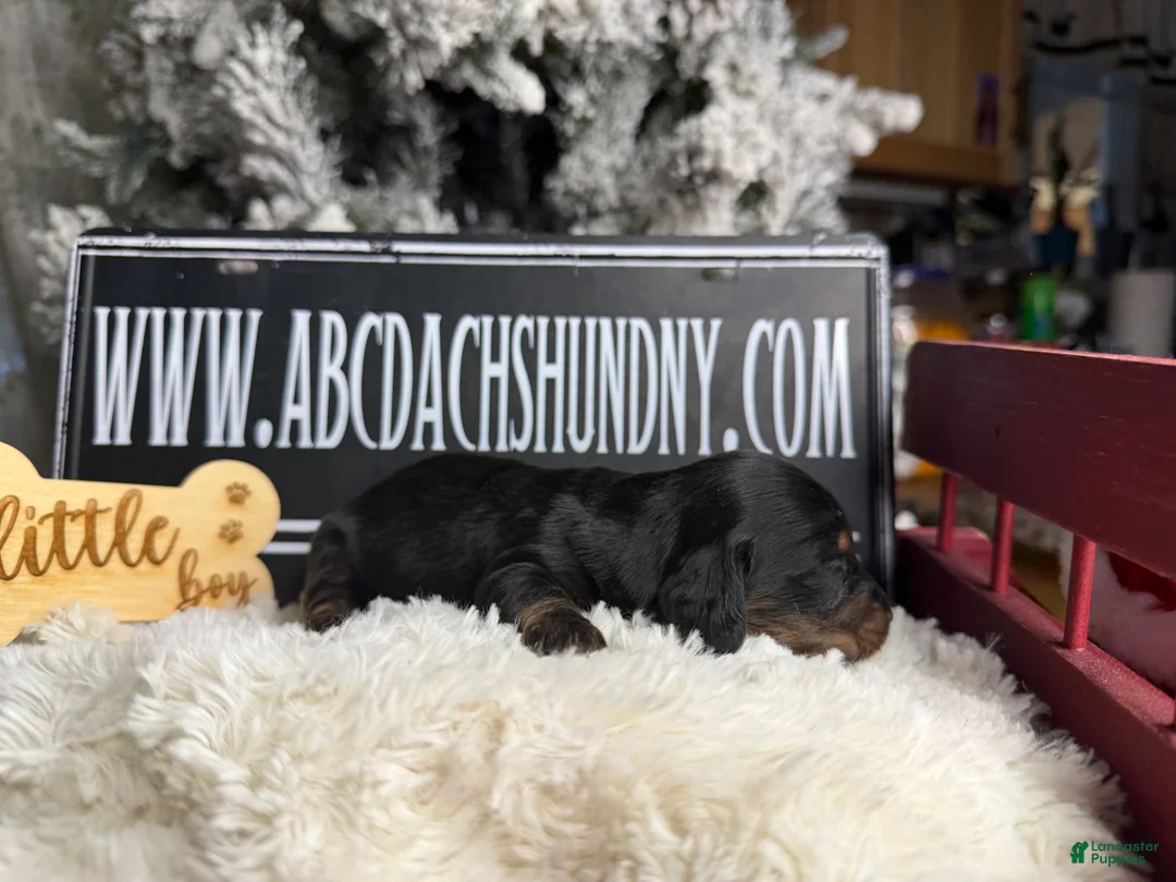 Dachshund dogs for sale: Chocolate mini long coat - Ad 40