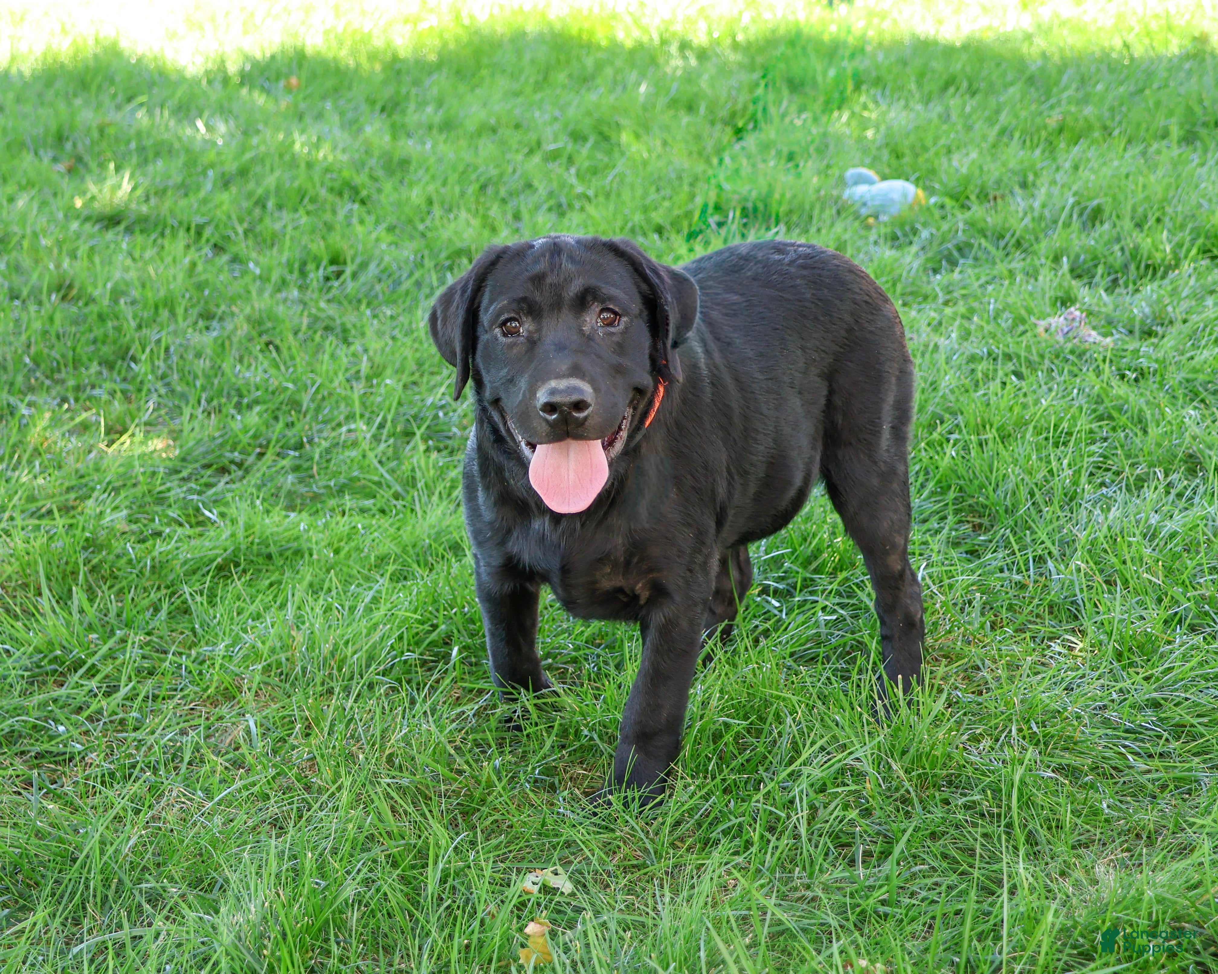 Labrador Retriever dogs Shawn - Ad 1