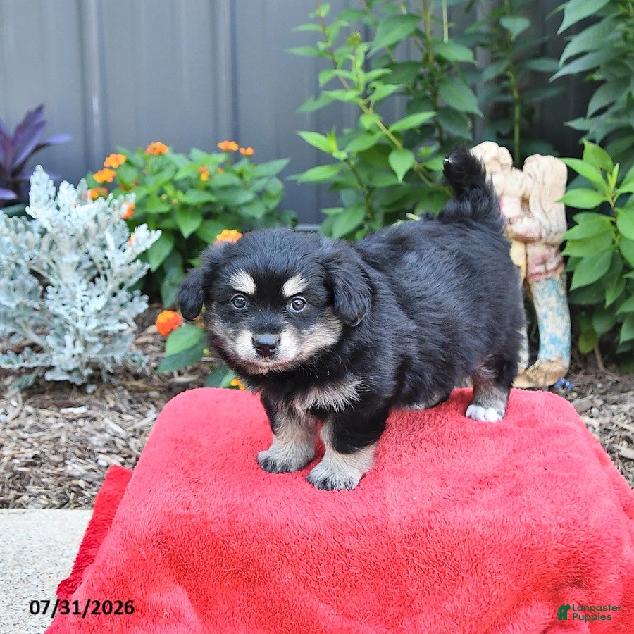 Mixed Breed dogs Gracie - Ad 2