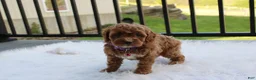Cockapoo dogs for sale: Phoebe  - Ad 6