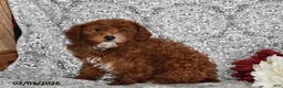 Cavapoo dogs for sale: Aurora - Ad 2