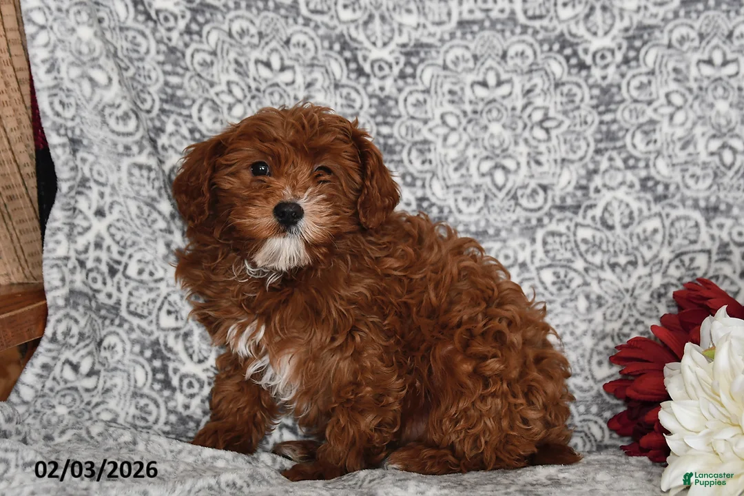 Cavapoo dogs for sale: Aurora - Ad 2