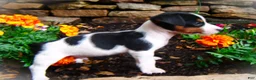 Jack Russell Terrier dogs for sale: Chris - Ad 3
