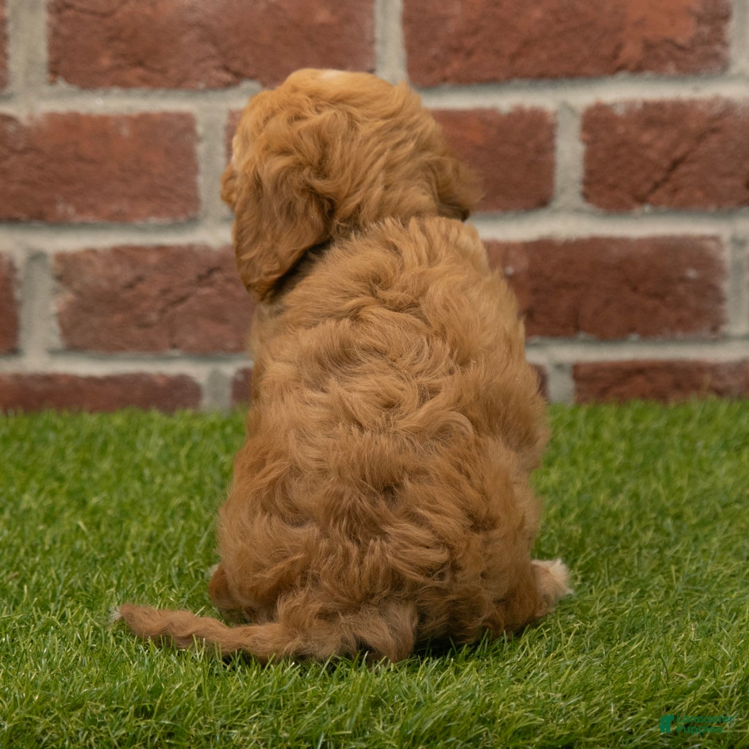 Cavapoo dogs for sale: Rusty - Ad 6