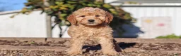Mini Goldendoodle dogs for sale: Betty - Ad 5