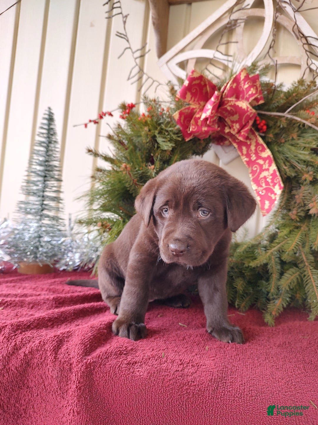Labrador Retriever dogs for sale: Noel - Ad 2