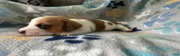 Miniature Dachshund dogs for sale: Biscuit 🥖 - Ad 4