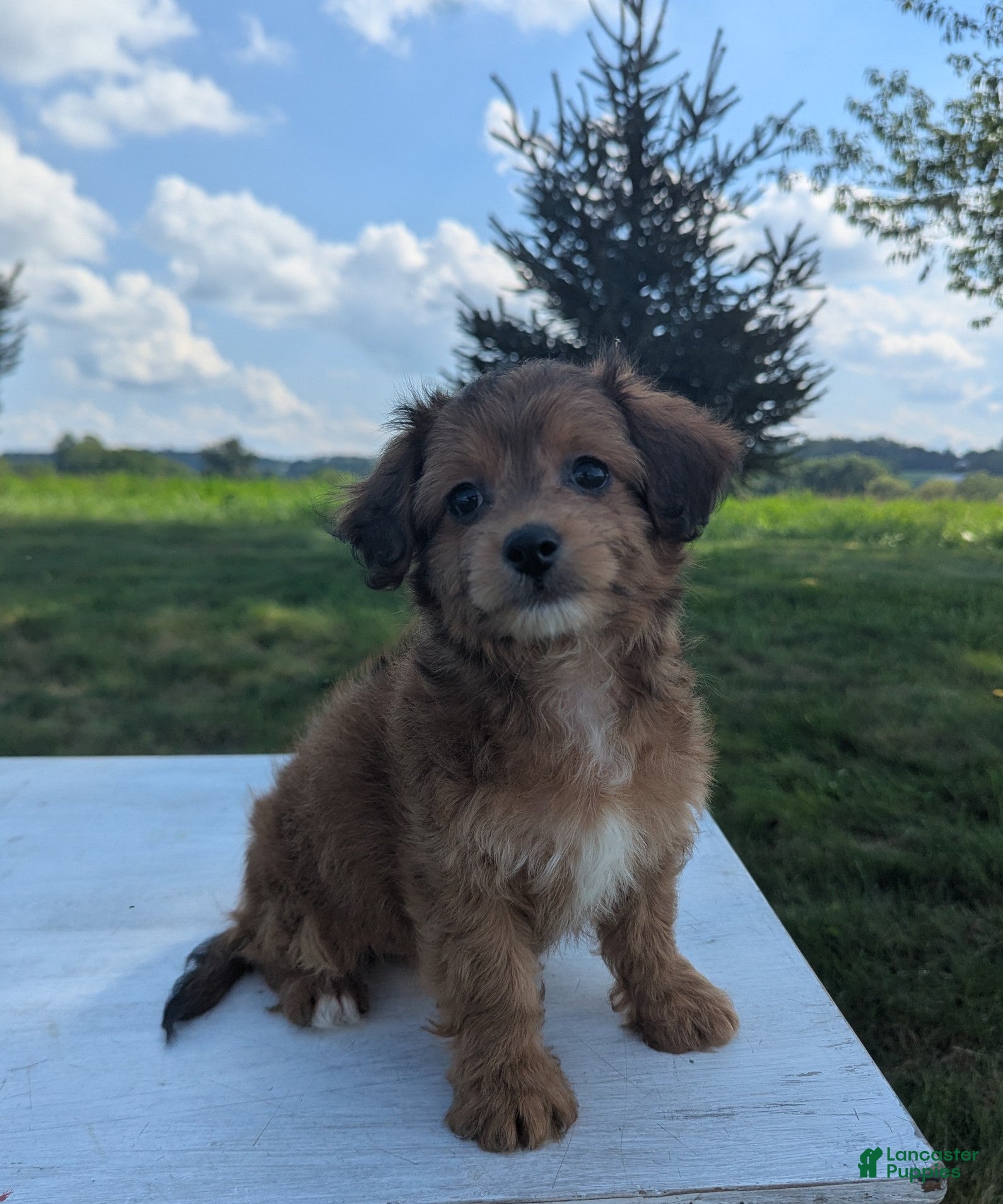 Chipoo dogs for sale: Emily - Ad 2