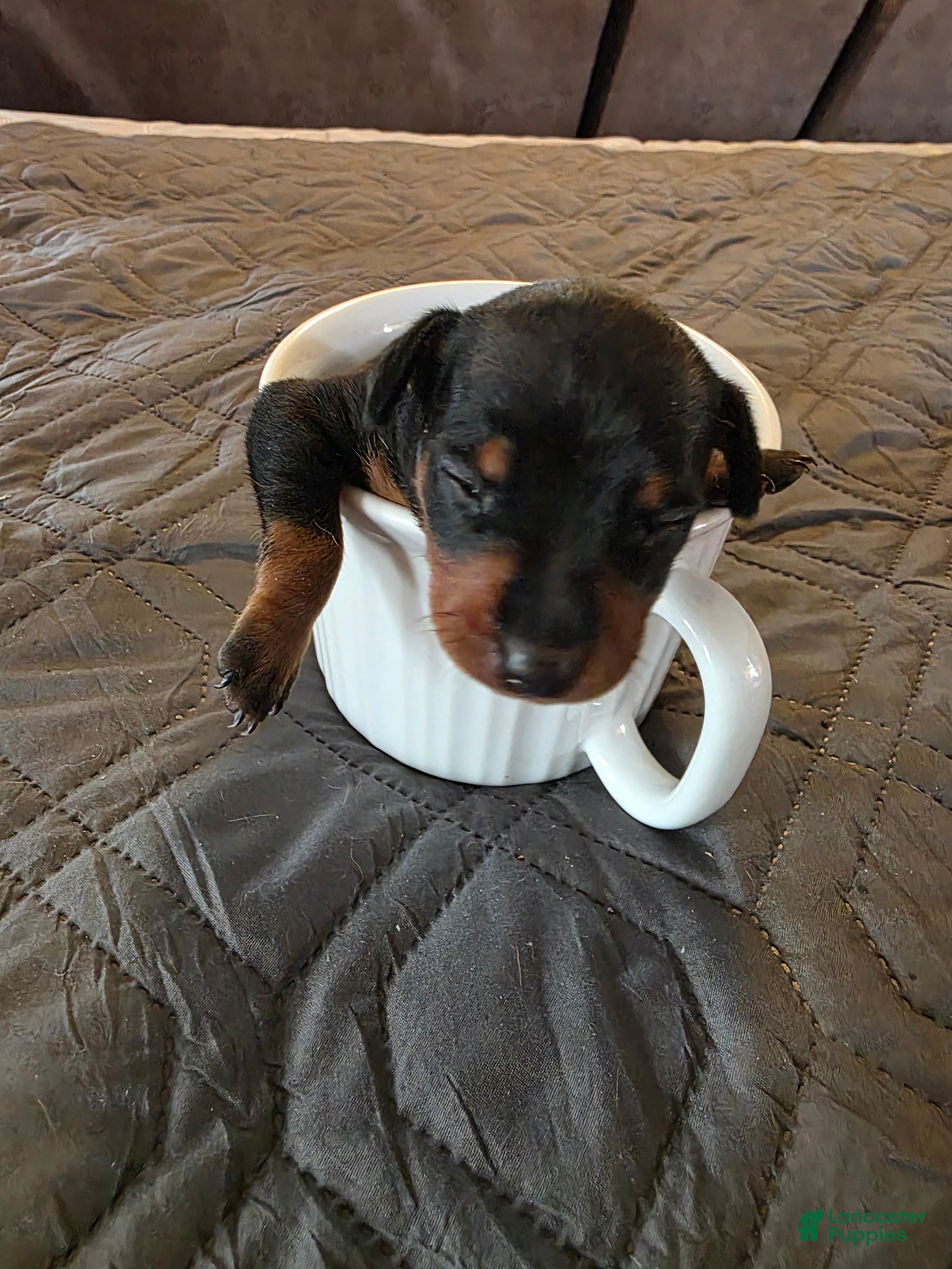 Miniature Pinscher dogs G-light blue - Ad 1