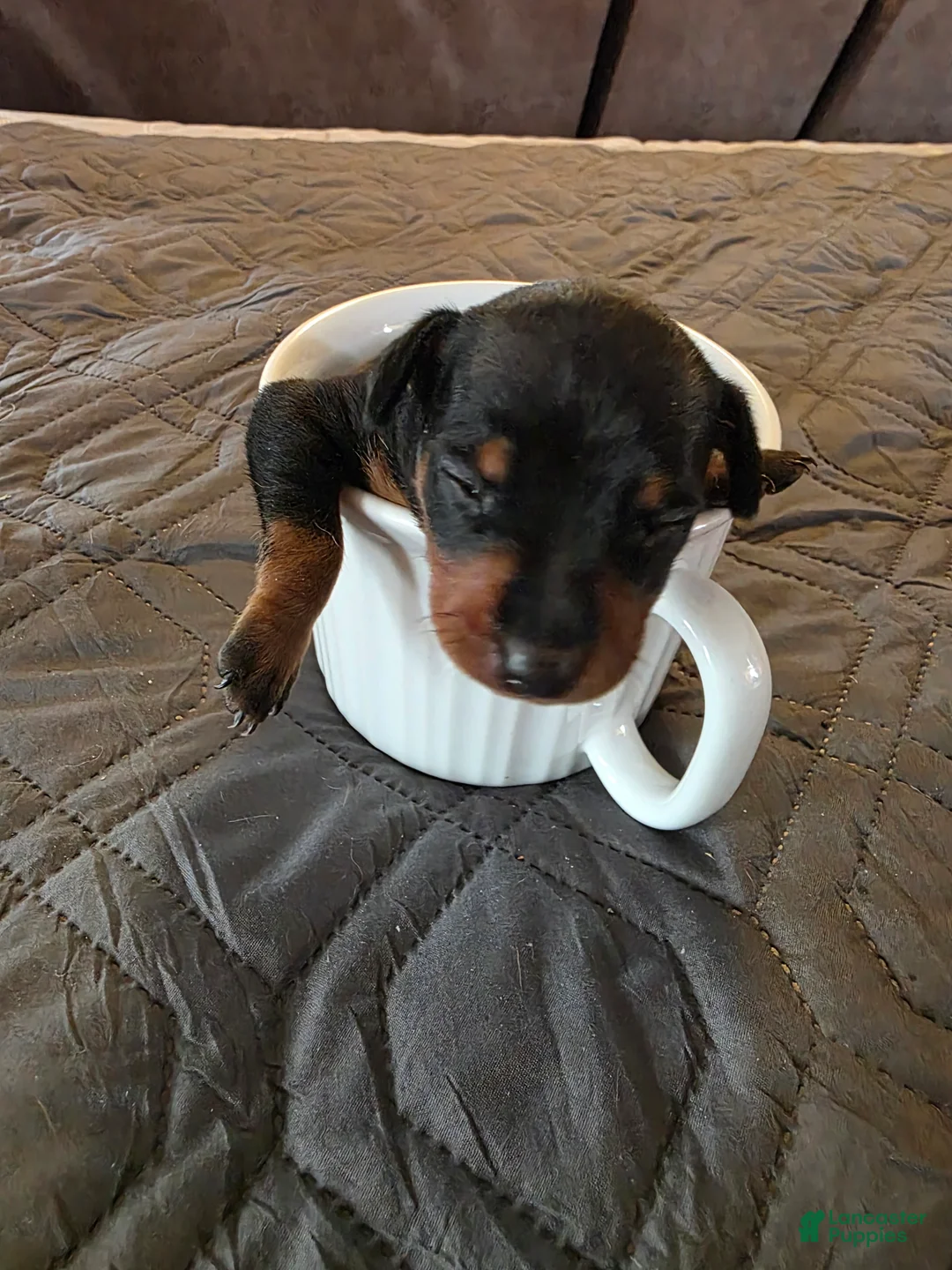 Miniature Pinscher dogs for sale: G-light blue - Ad 1