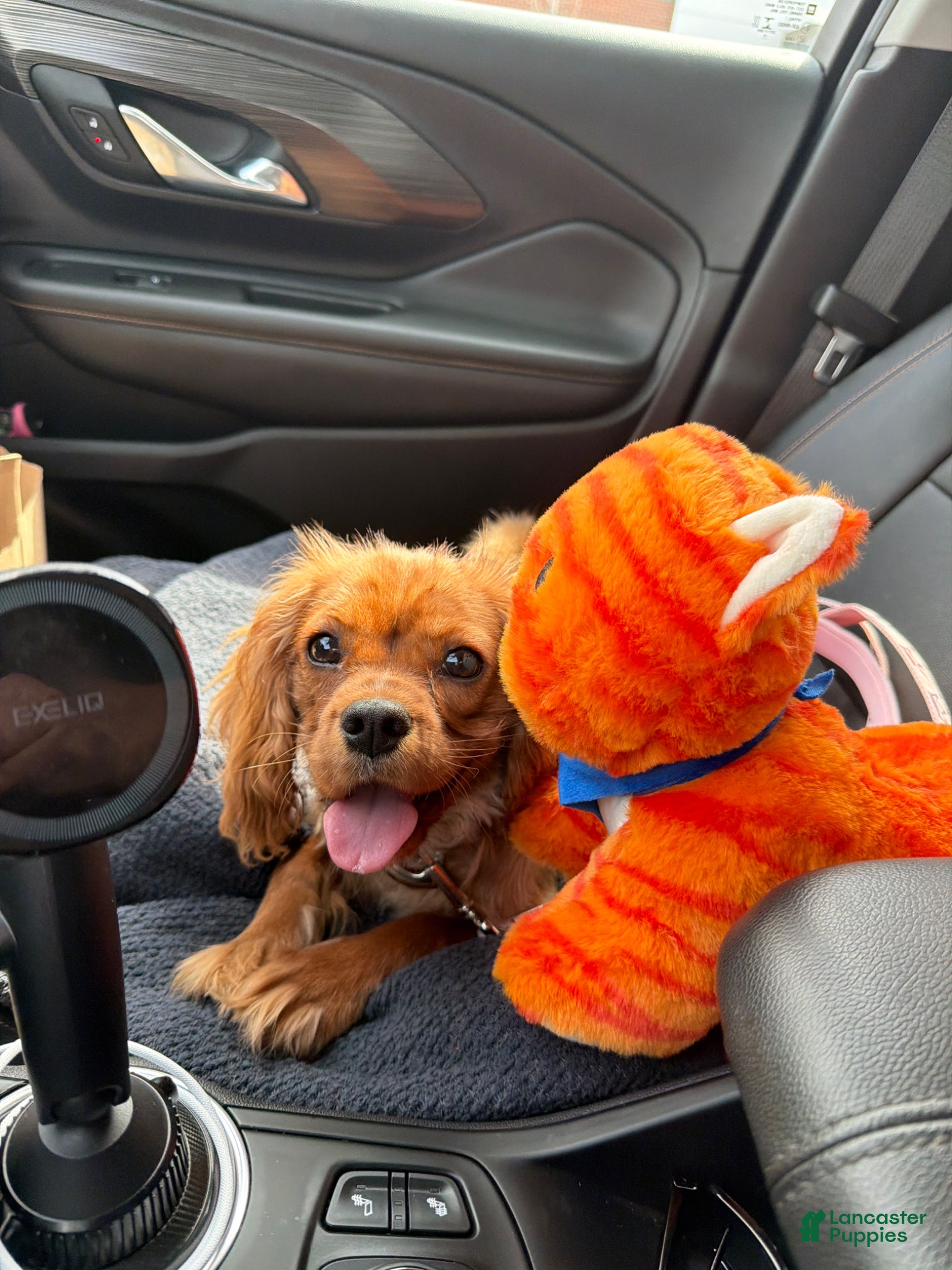 Cavalier King Charles Spaniel dogs Cavalier King Charles Spaniel Puppy 1 - Ad 7