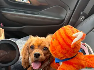 Cavalier King Charles Spaniel dogs Cavalier King Charles Spaniel Puppy 1 - Ad 7