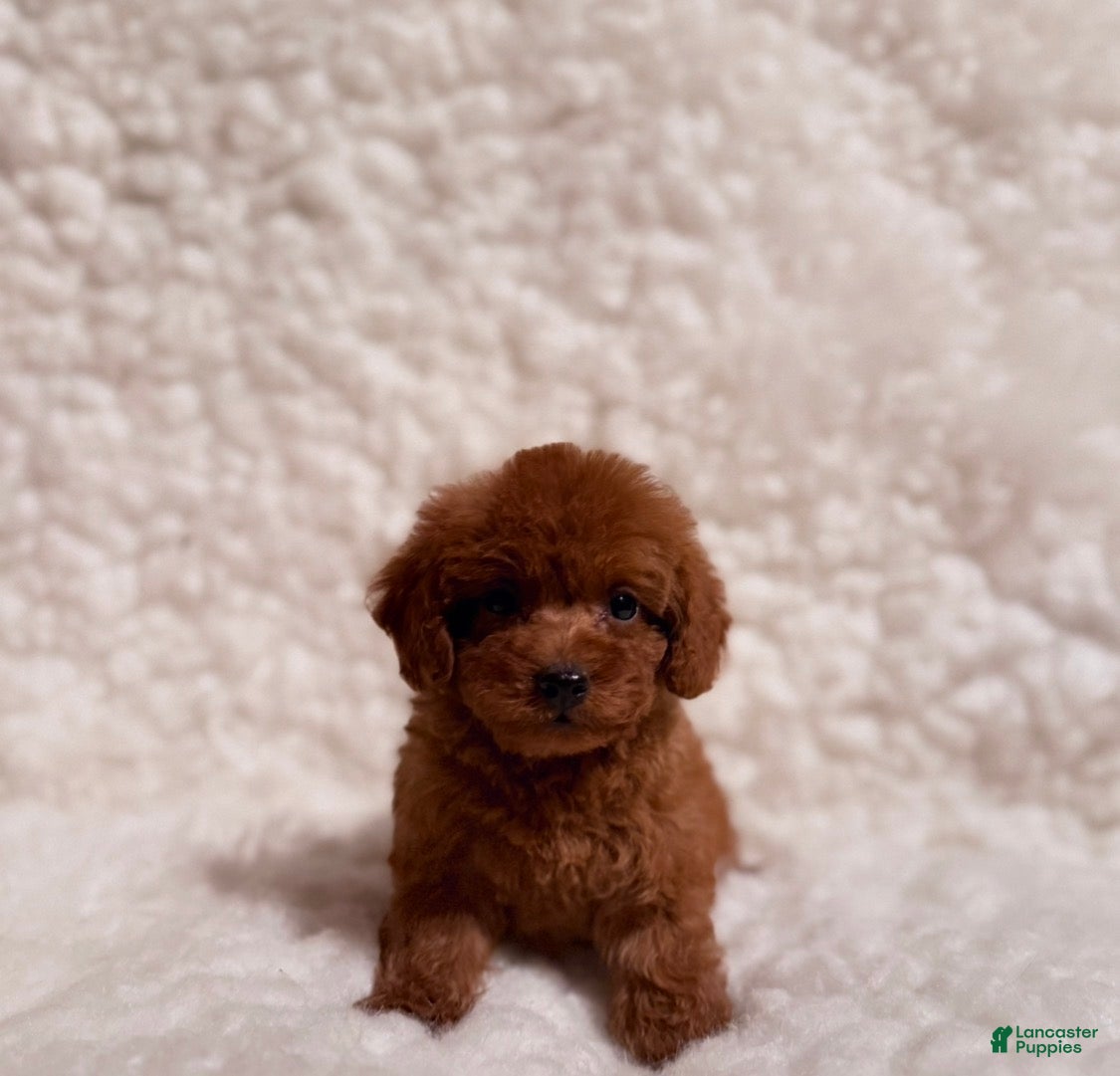 Toy Poodle dogs Sammy deep red toy - Ad 1