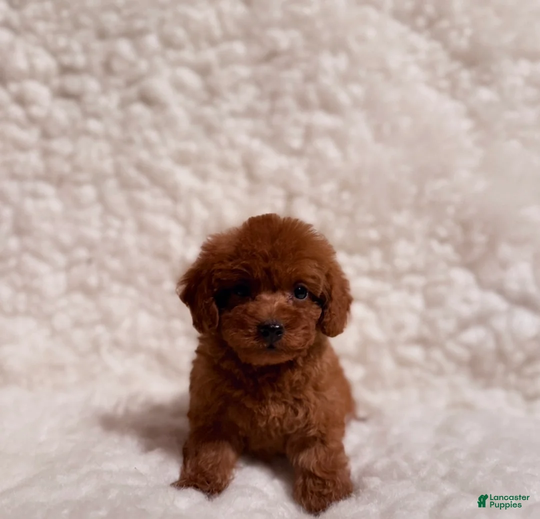 Toy Poodle dogs for sale: Sammy deep red toy - Ad 1