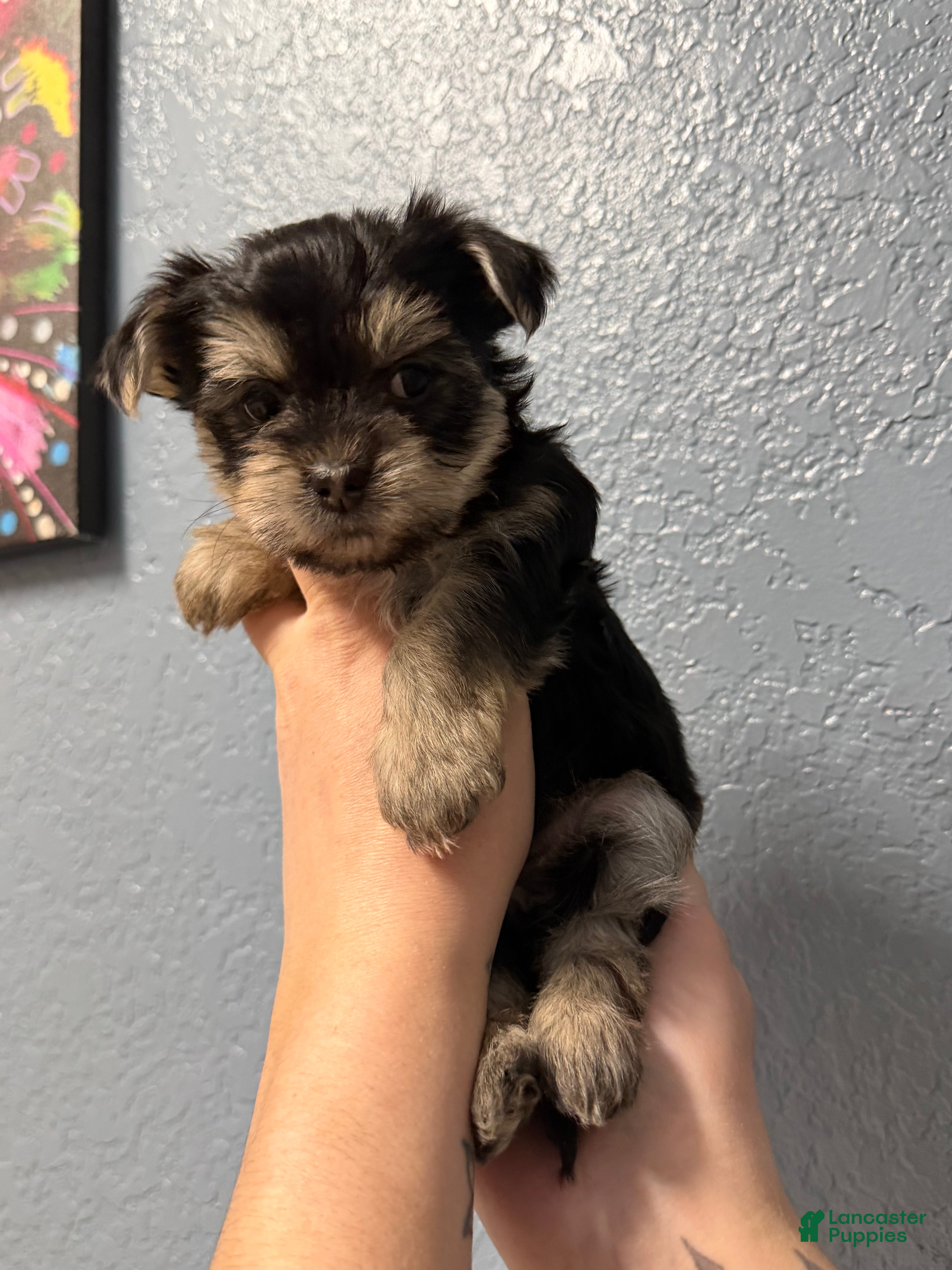 Yorkshire Terrier dogs Piper - Ad 6