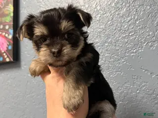 Yorkshire Terrier dogs Piper - Ad 1