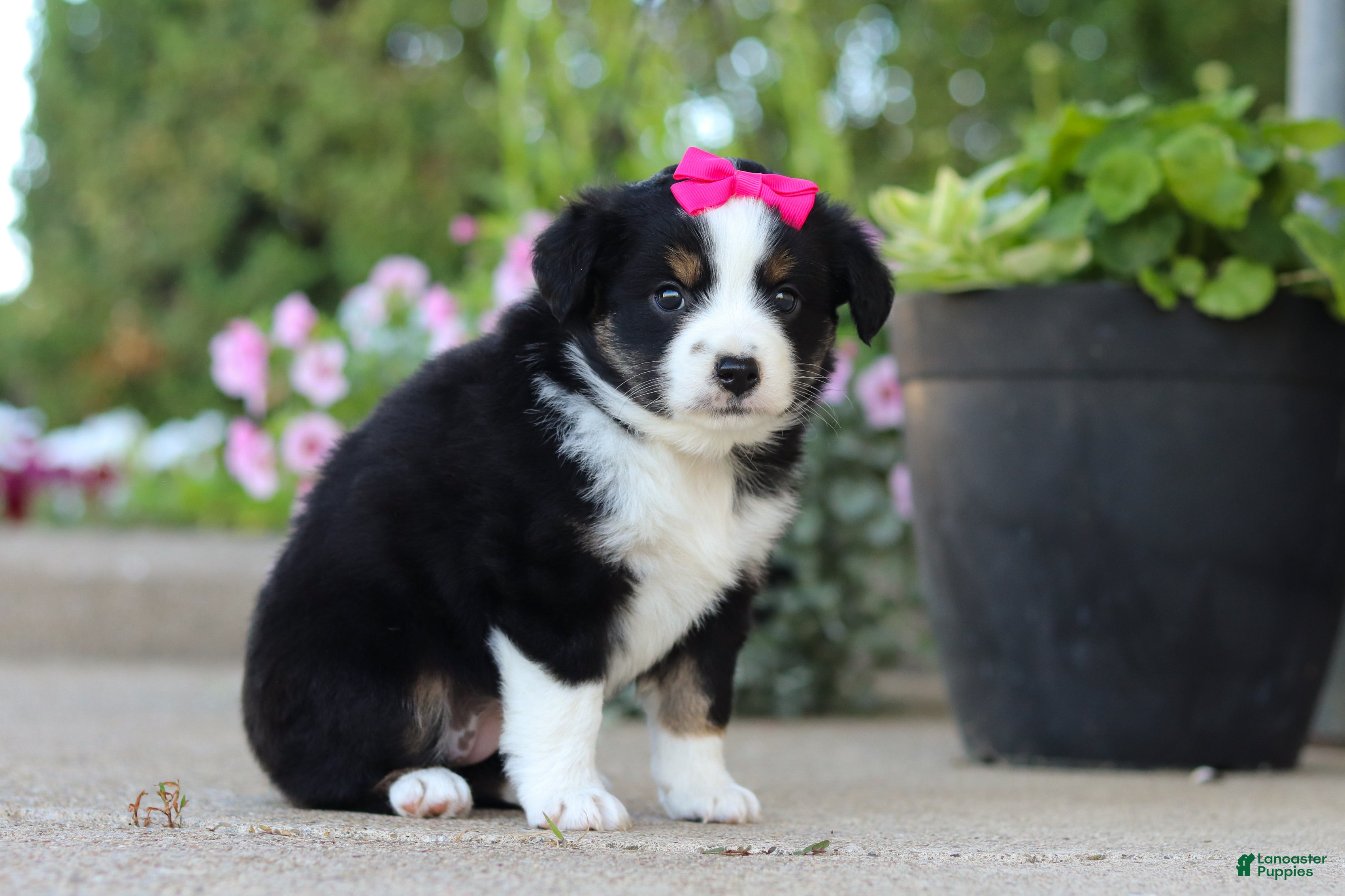 Miniature Australian Shepherd dogs Eliza - Ad 2