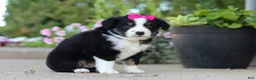 Miniature Australian Shepherd dogs for sale: Eliza - Ad 2