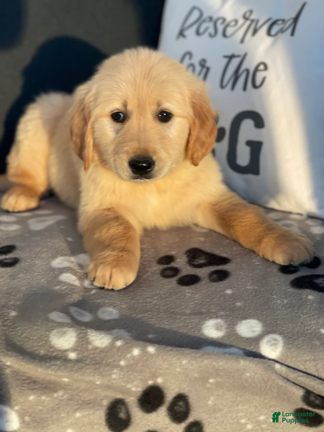 Golden Retriever dogs for sale: Sophie - Ad 1