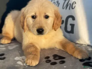 Golden Retriever dogs for sale: Sophie - Ad 2