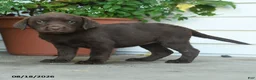 Labrador Retriever dogs for sale: Piper - Ad 3