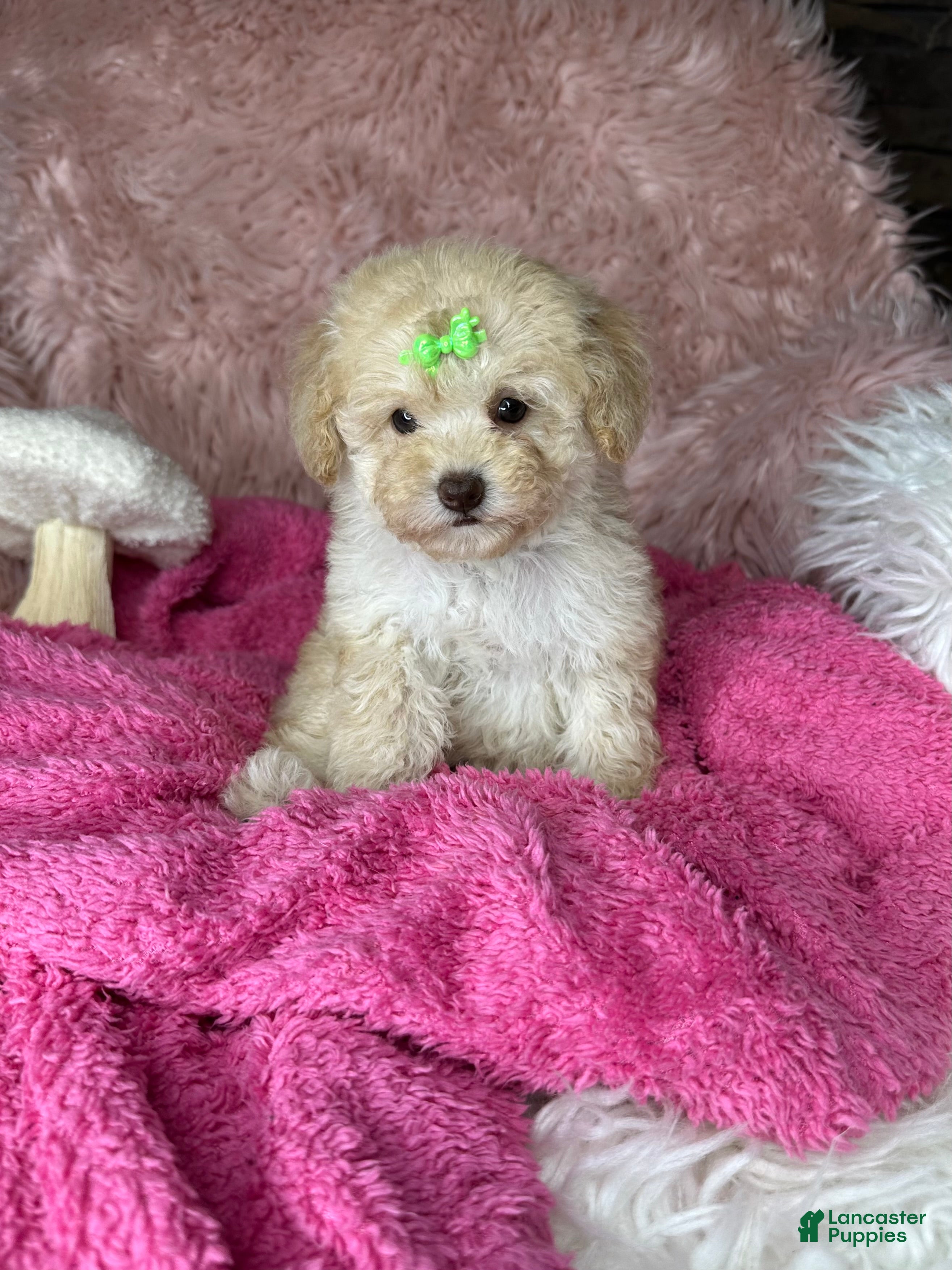 Toy Poodle dogs for sale: Rosemary - Ad 2