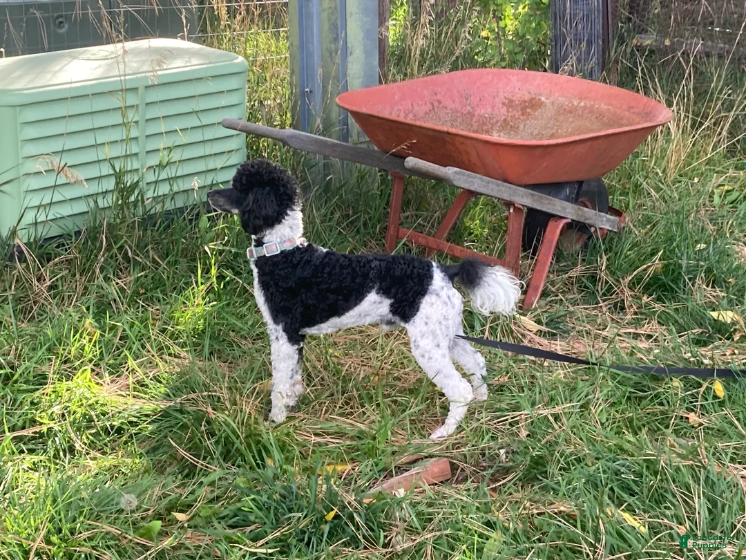 Miniature Poodle dogs for stud: Puppy Love's Maverick - Ad 4