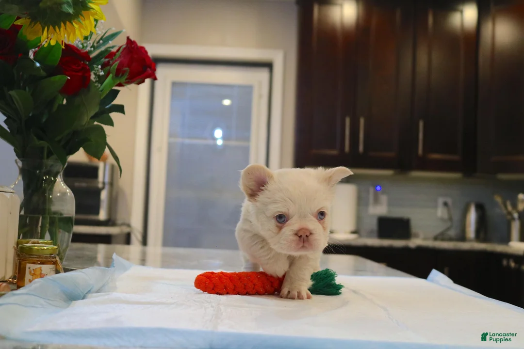 French Bulldog dogs for sale: Teddy bear - Ad 8