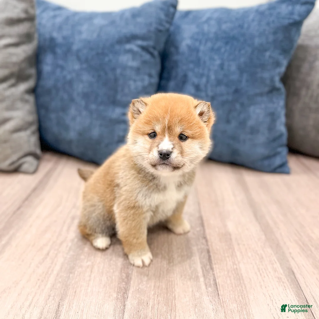 Shiba Inu dogs for sale: Lucky - Ad 3