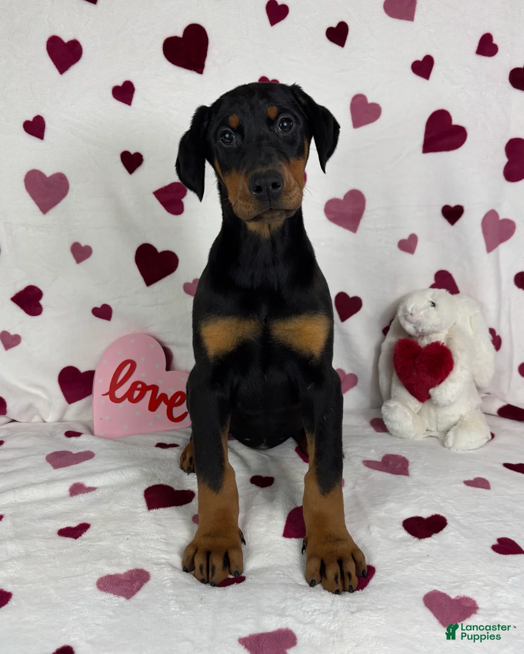 Doberman Pinscher dogs for sale: Dixie - Ad 3