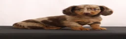 Dachshund dogs for sale: Duke - Ad 3