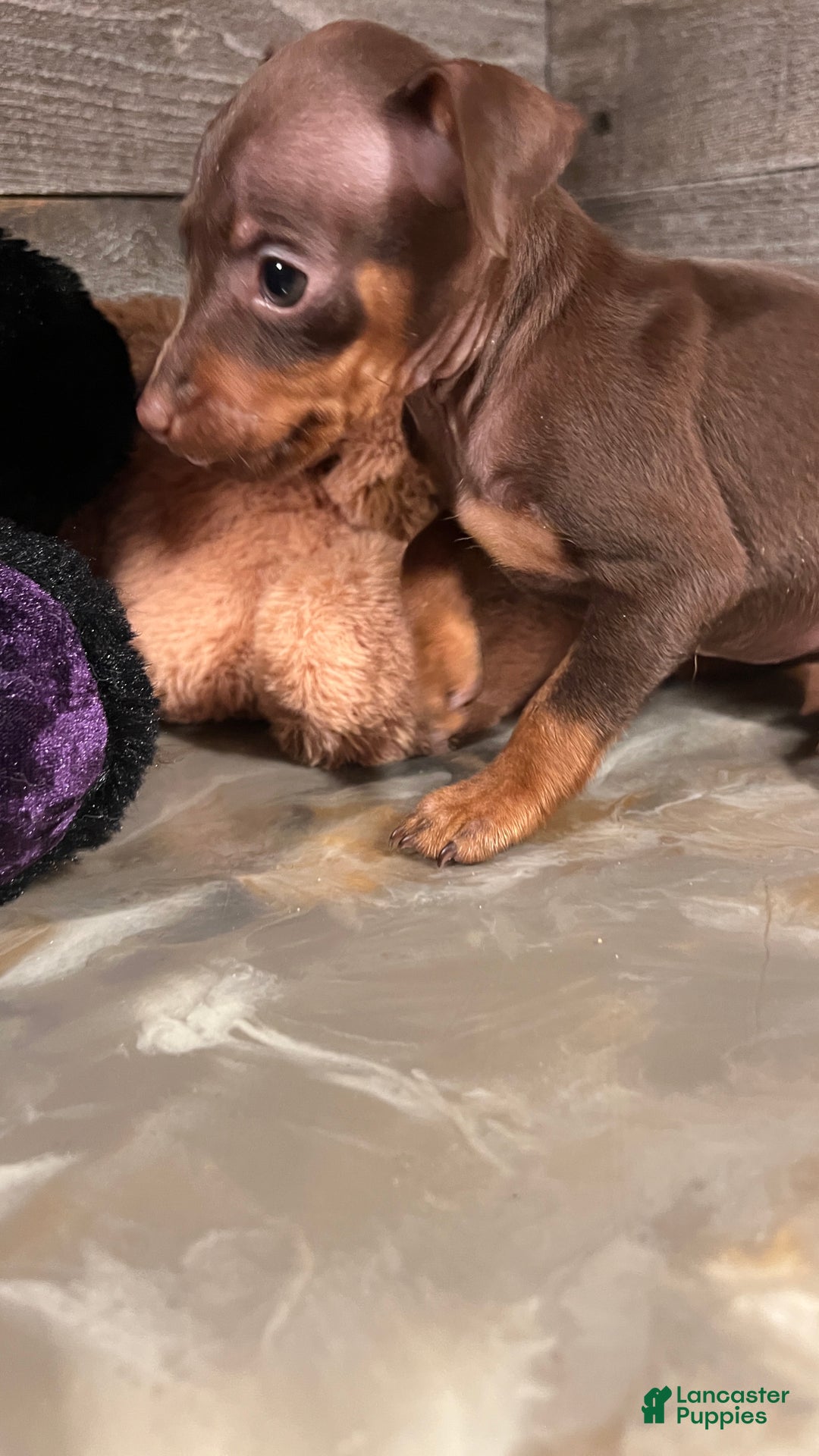 Miniature Pinscher dogs for sale: Ruby - Ad 9