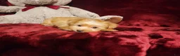 Yorkshire Terrier dogs for sale: TUCKER - Ad 6